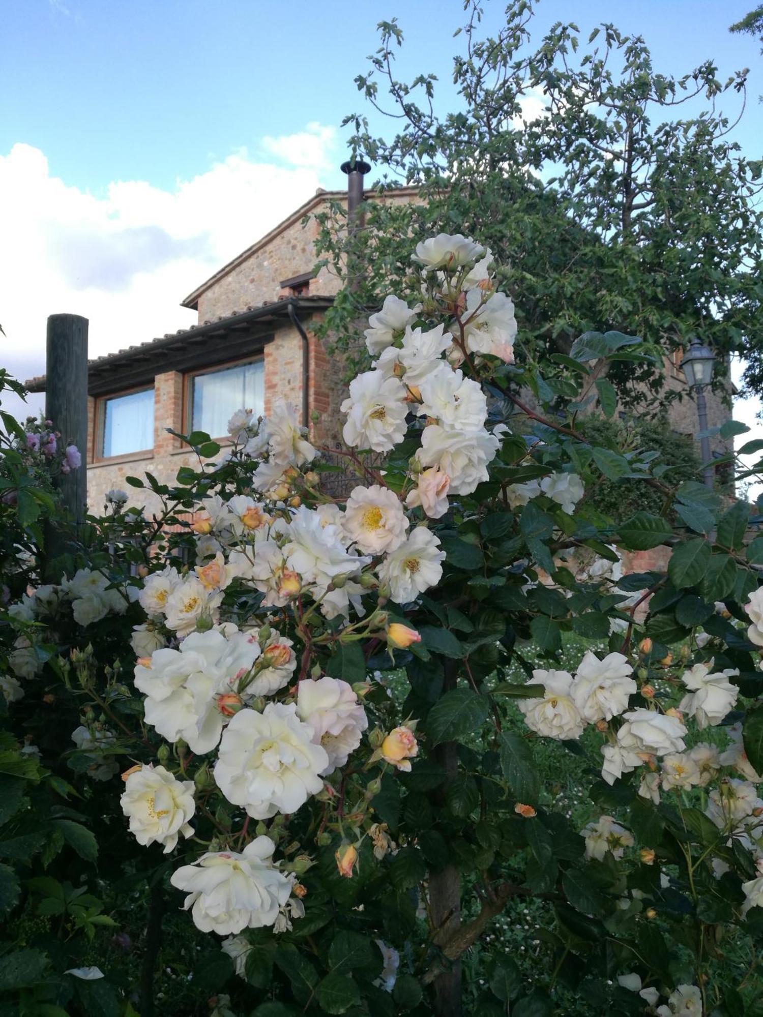 Agriturismo Cornieto Monteleone d'Orvieto ภายนอก รูปภาพ