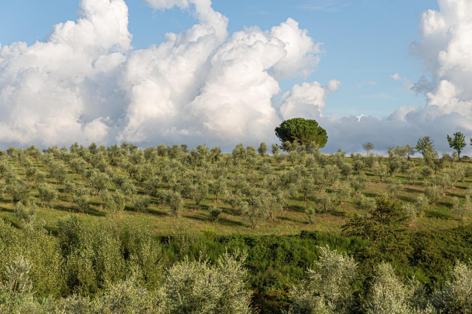 Agriturismo Cornieto Monteleone d'Orvieto ภายนอก รูปภาพ