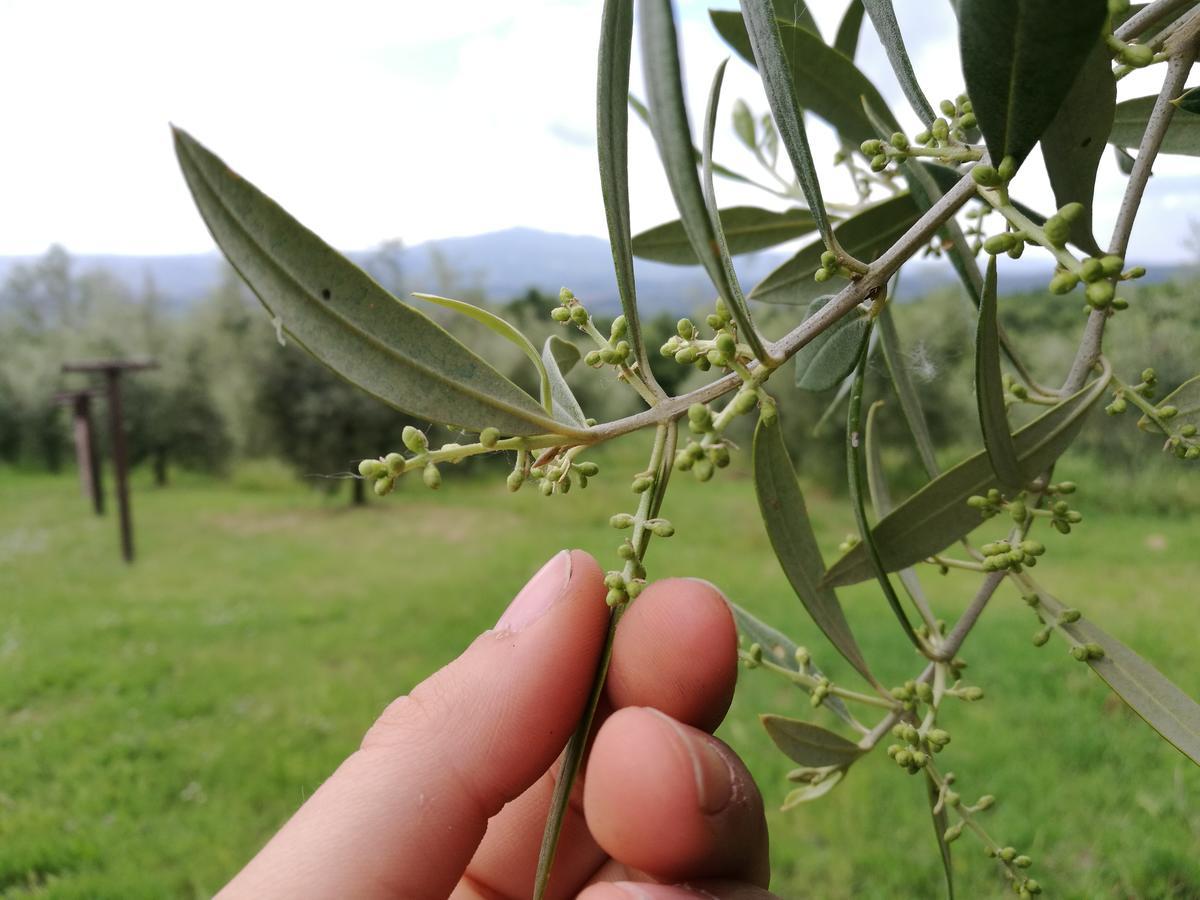 Agriturismo Cornieto Monteleone d'Orvieto ภายนอก รูปภาพ